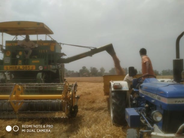 barish se gehun katayi ka kam ruka